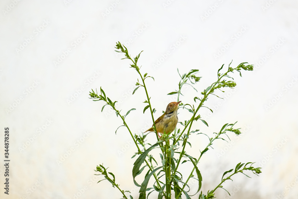 Fototapeta premium Common Tailor bird hold on grass .A bird in asian