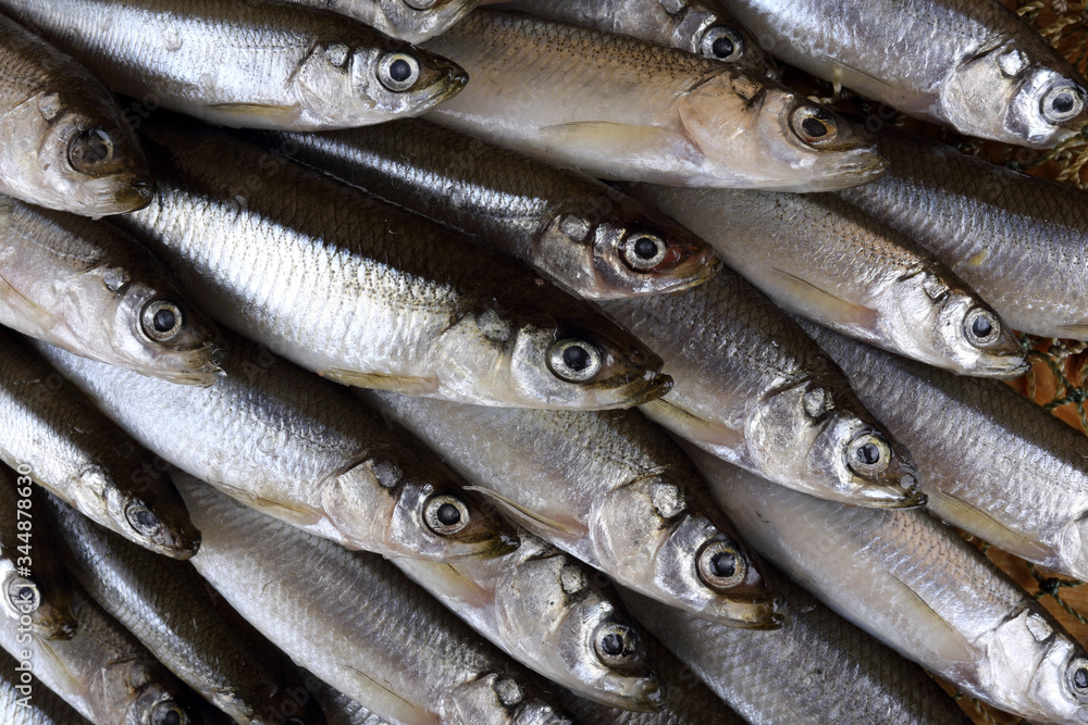 Smelt fishes on net. Pacific smelt fish variety Smelt fishes on net. Pacific smelt fish variety