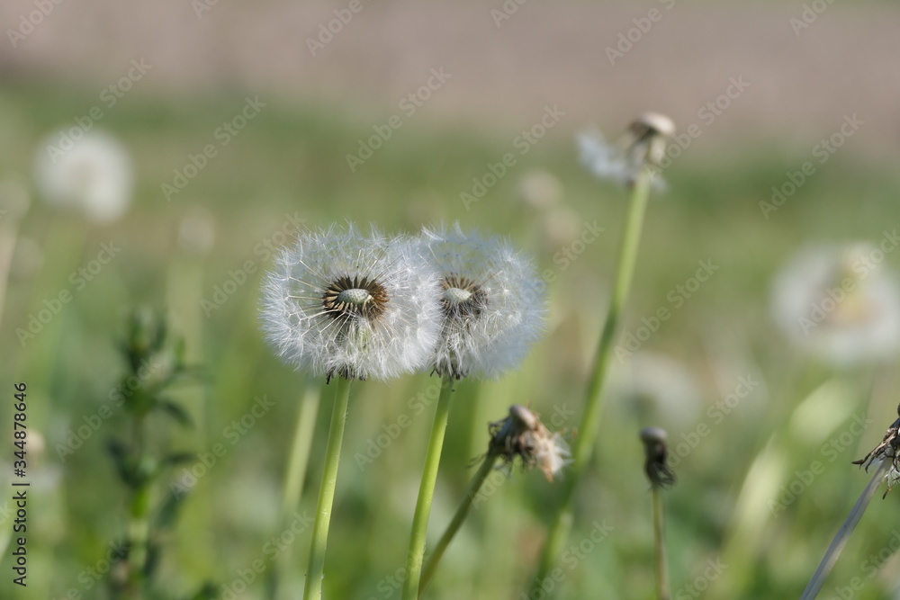 Pusteblume