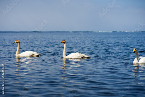 Obraz na płótnie swans on the lake w salonie