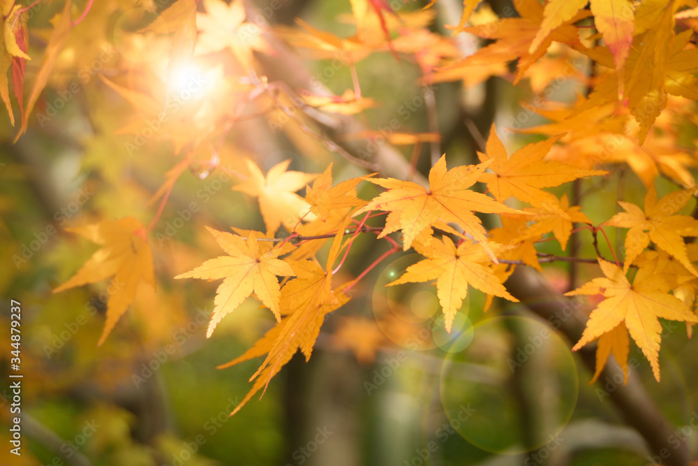Gorgeous fall foliage of red maple leaves on Autumn season with sunlight effect at Kyoto, Japan. Gorgeous fall foliage of red maple leaves on Autumn season with sunlight effect at Kyoto, Japan.