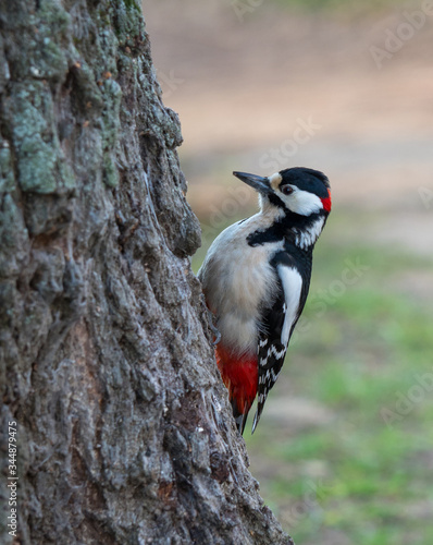 a woodpecker hammers a tree