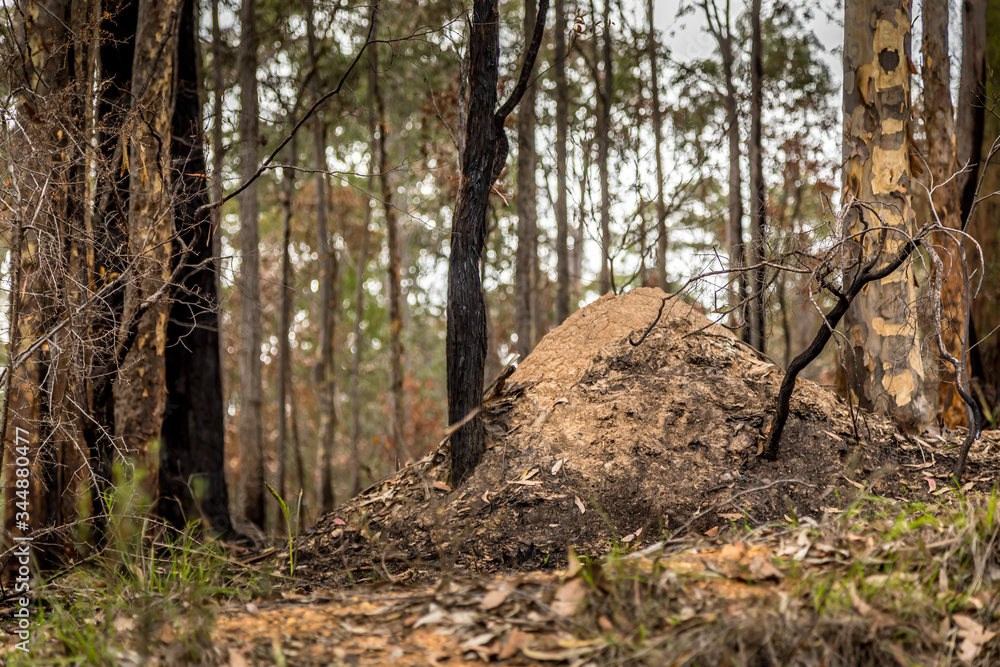 A termite mound in a forest next to Wallaga Lake in New South Wales, Australia which burnt down during the bush fires. A termite mound in a forest next to Wallaga Lake in New South Wales, Australia which burnt down during the bush fires.