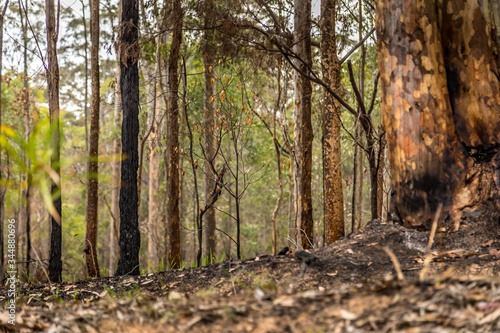 A forest next to the Wallaga Lake in New South Wales  Australia burnt down during the bush fires. Life comes back to nature.