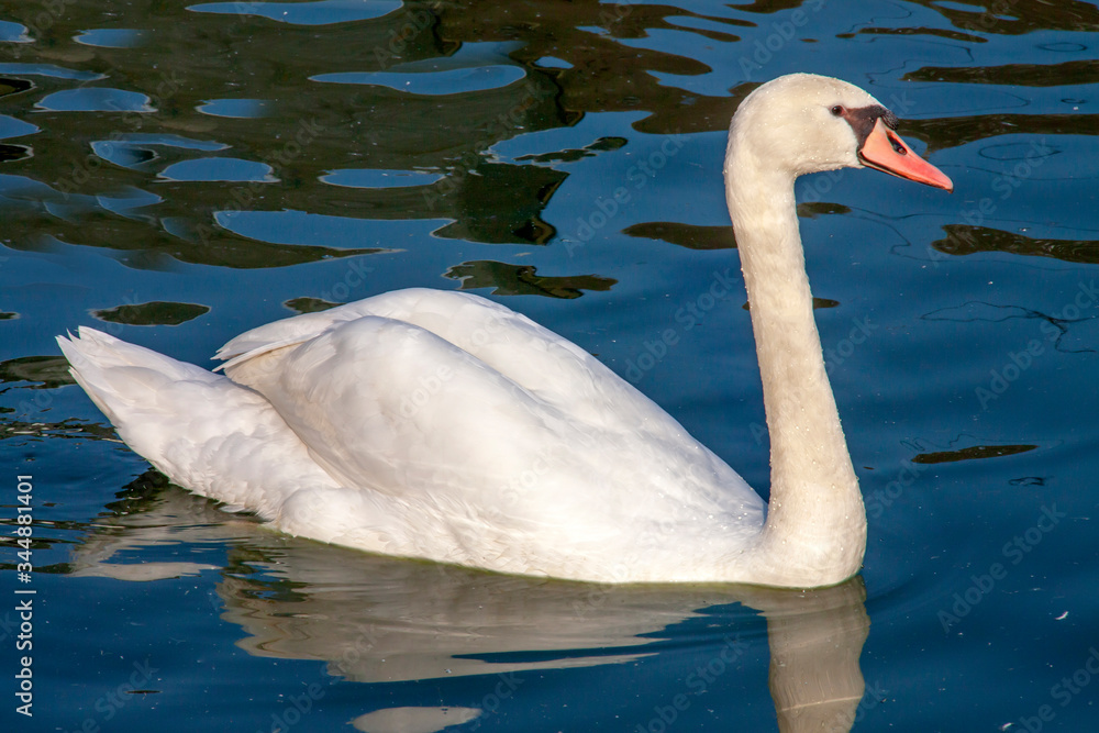 Naklejka premium Cygne tuberculé - Cygnus olor - sur l'étang