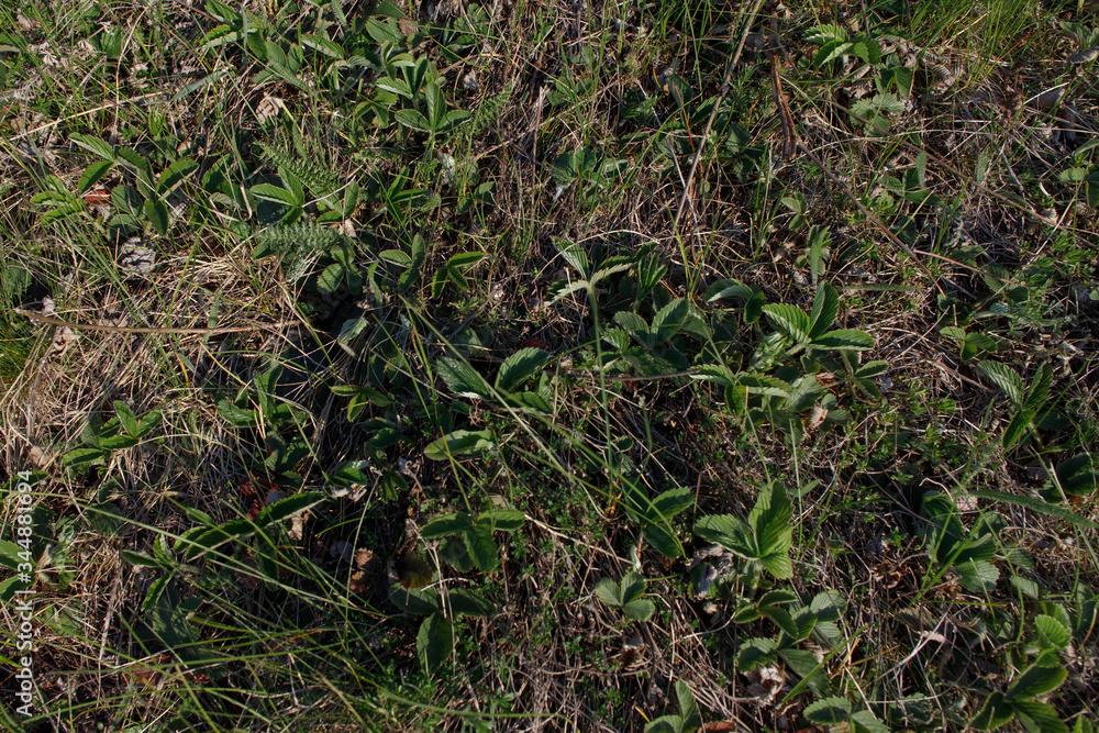 grass in the ground grass in the ground