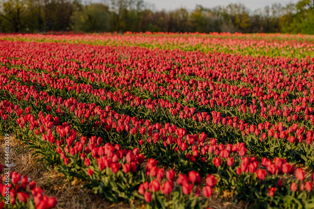 Beautiful Red Tulips Blooming on Field Agriculture