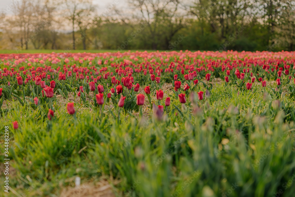 Beautiful Red Tulips Blooming on Field Agriculture Beautiful Red Tulips Blooming on Field Agriculture