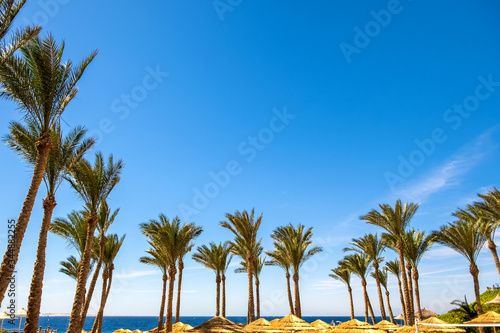 Straw shade umbrellas and fresh green palm trees in tropical region against blue vibrant sky in summer. © bilanol