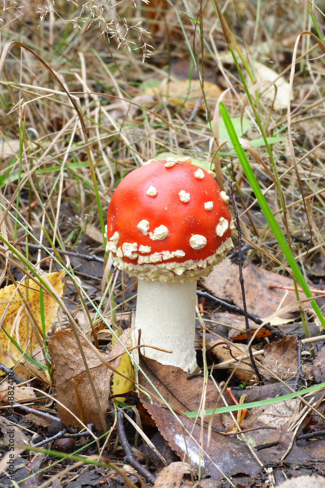 Mushrooms in the autumn forest
Mushrooms in the autumn forest