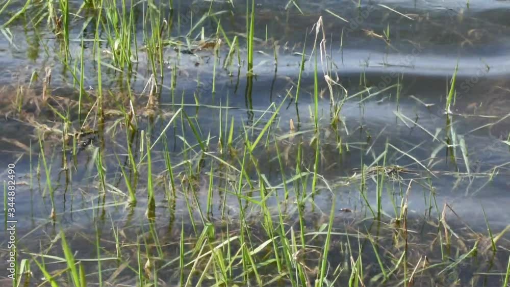Wasserpflanzen tanzen in den Wellen Wasserpflanzen tanzen in den Wellen