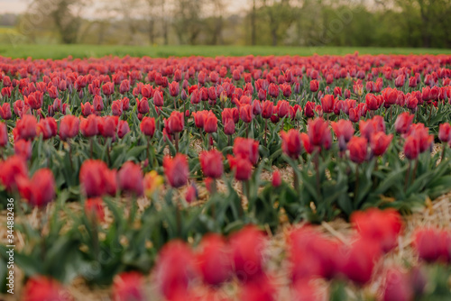 Beautiful Red Tulips Blooming on Field Agriculture