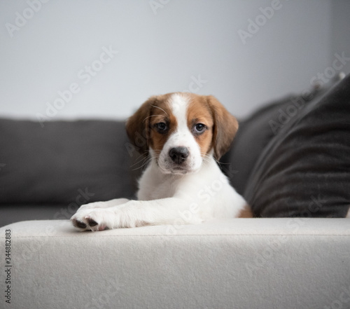 Naklejka Szczeniak Beagle