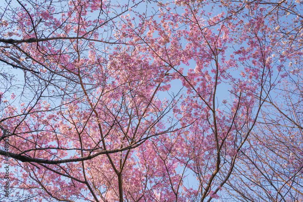 Pink sakura or cherry blossoms on a blue sky sunny spring day in Tokyo in Japan. The dark branches, blue colored sky and bright pink petals and flowers make a nice contrast. Pink sakura or cherry blossoms on a blue sky sunny spring day in Tokyo in Japan. The dark branches, blue colored sky and bright pink petals and flowers make a nice contrast.