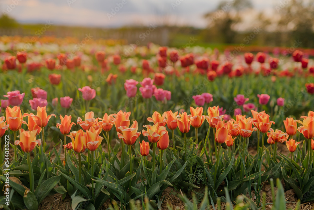 yellow Purple and Red Tulips Blooming on Field at Flower Plantation Farm in Netherlands yellow Purple and Red Tulips Blooming on Field at Flower Plantation Farm in Netherlands