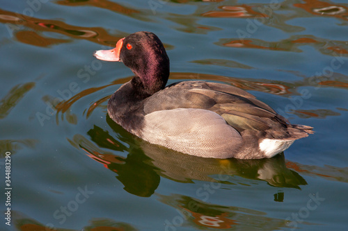 Canard nette Peposaca - Netta peposaca - sur l'étang photo