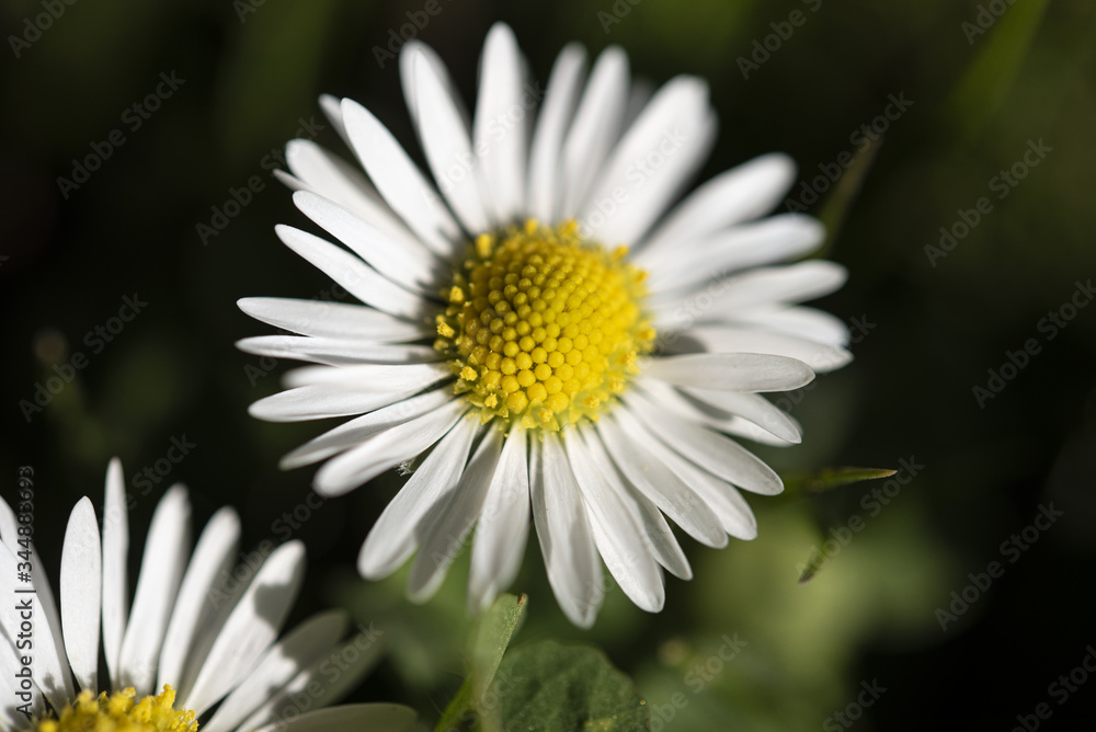 Close up of Daisy in the Spring sunshine Close up of Daisy in the Spring sunshine