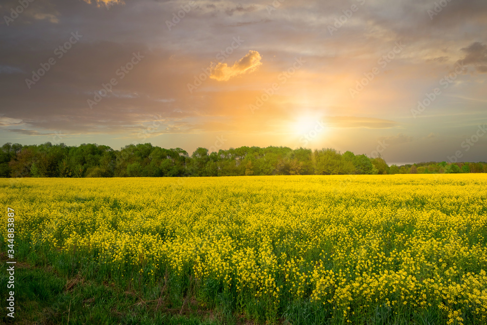 Yellow field of flowering rape against sky at sunset or dawn. Beautiful spring landscape, agricultural field panoramic view. Natural landscape.