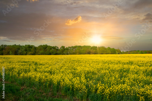 Yellow field of flowering rape against sky at sunset or dawn. Beautiful spring landscape  agricultural field panoramic view. Natural landscape.