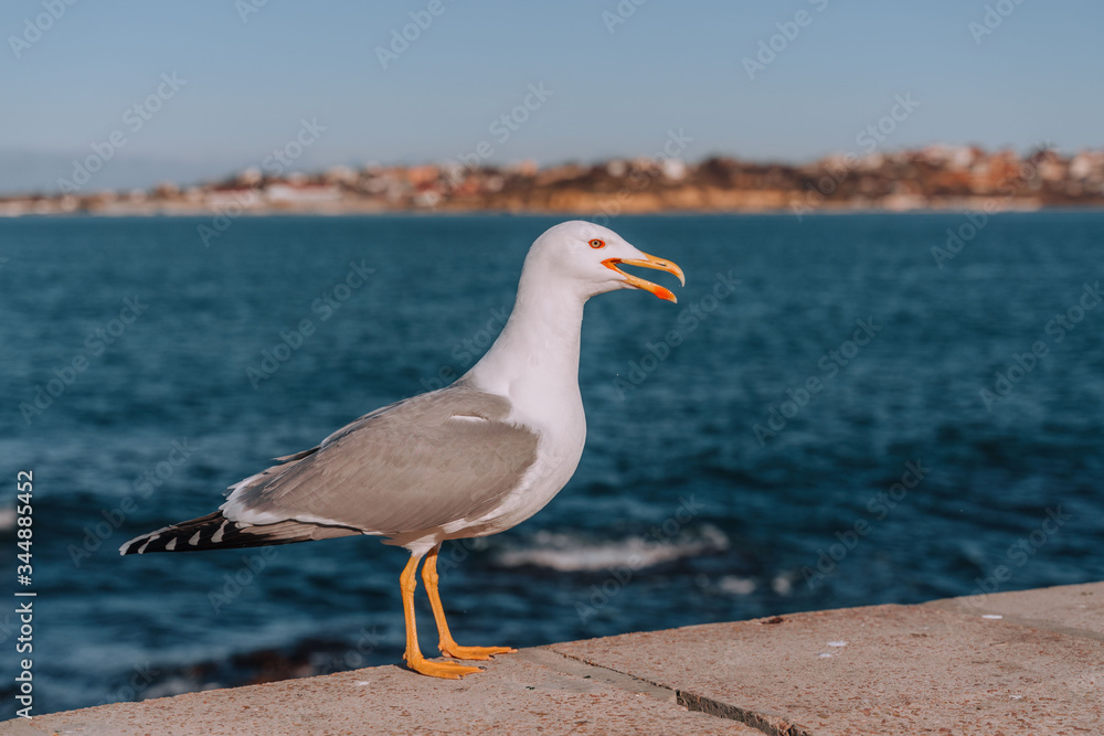 seagull sits in the background of the sea