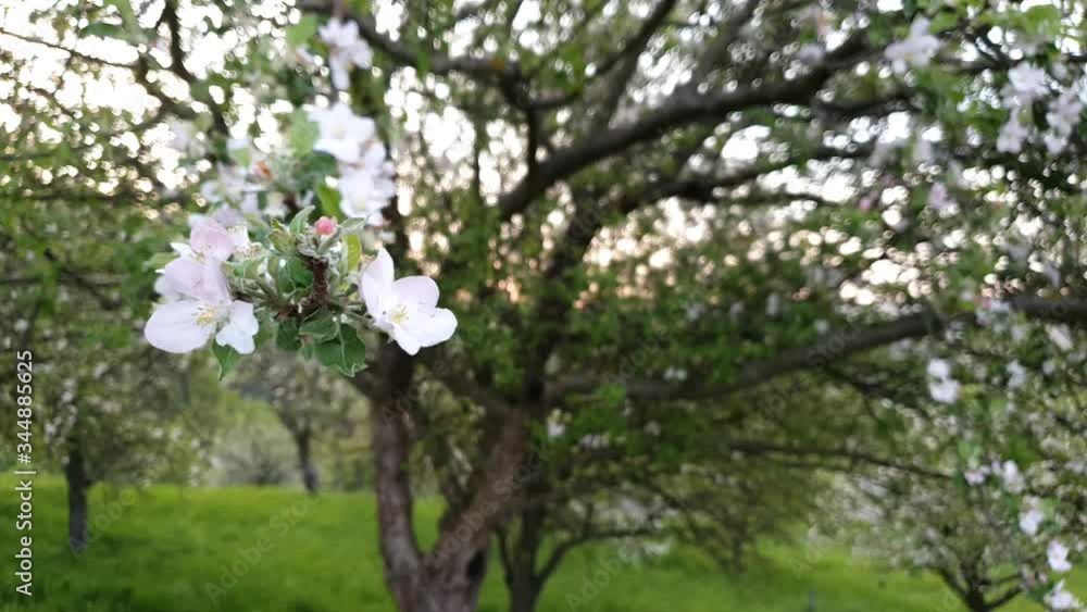 White flower apple tree close-up White flower apple tree close-up