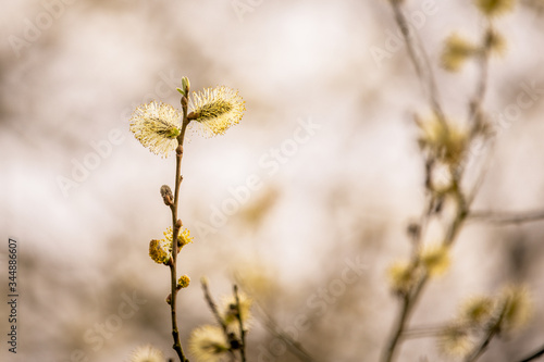 Buschblüte