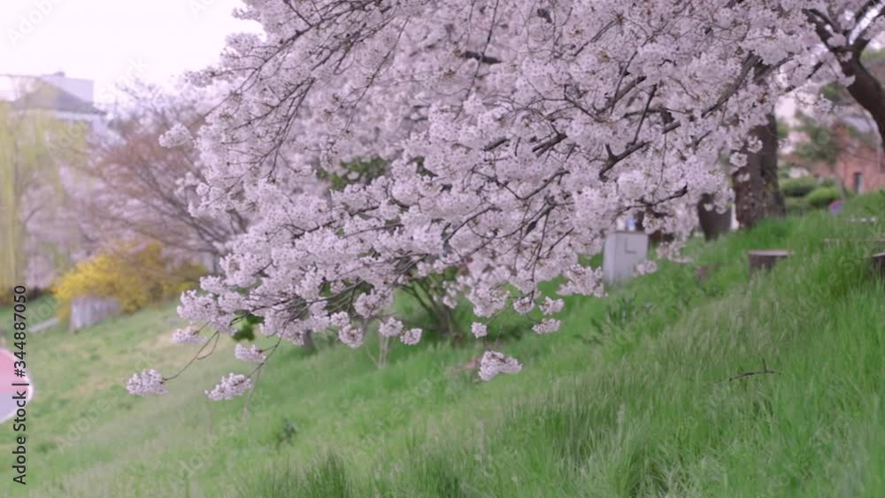Cherry Blossom Cherry Blossom