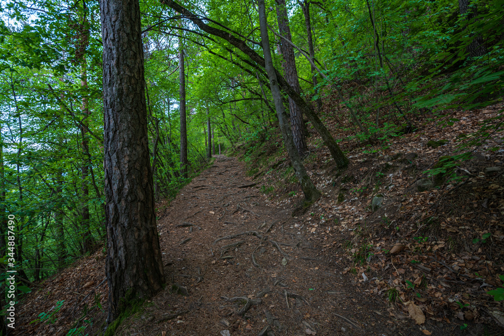 Mountain hiking trail leading through a forest full of fresh spring greenery in Appiano in Italian South Tyrol