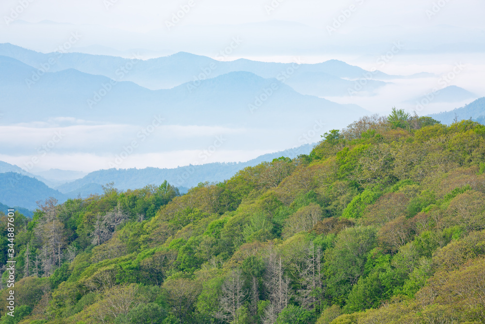 Spring landscape from the Deep Creek Overlook of the Great Smoky Mountains in fog, Tennessee, USA