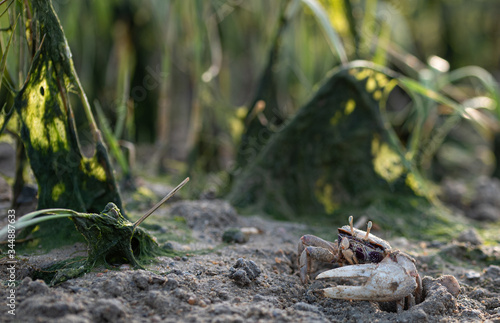 Sea crab, barrilete or violinist at low tide