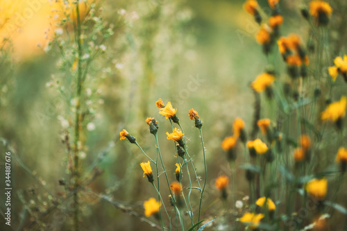 Bild auf Leinwand Close Up Grass And Yellow Flowers At Late Summer