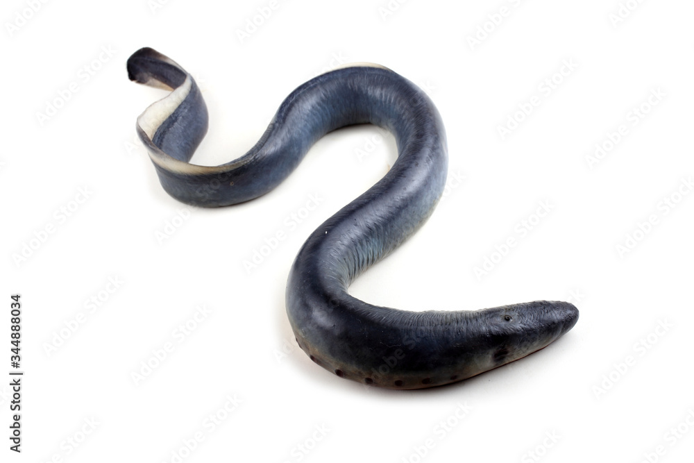 Lamprey fish. Vampire. Lamprey fish. Vampire.