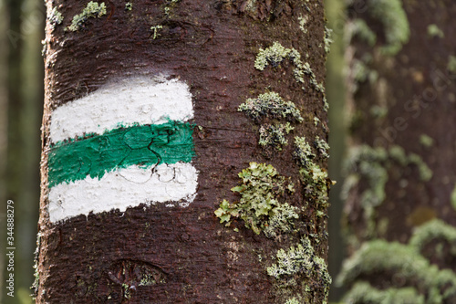 oznaczenie szlaku zielonego na drzewie w polskich górach