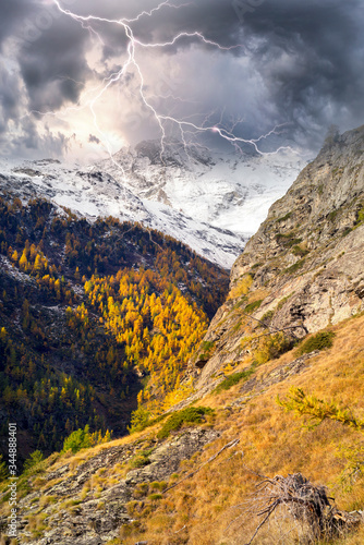 Bright yellow larch in the Alps