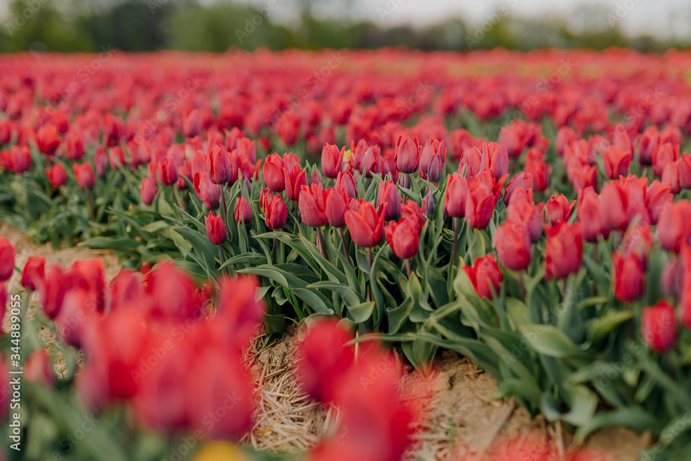 Beautiful Red Tulips Blooming on Field Agriculture