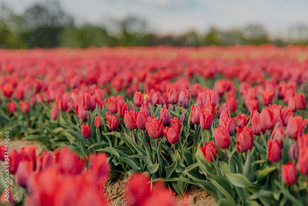 Beautiful Red Tulips Blooming on Field Agriculture