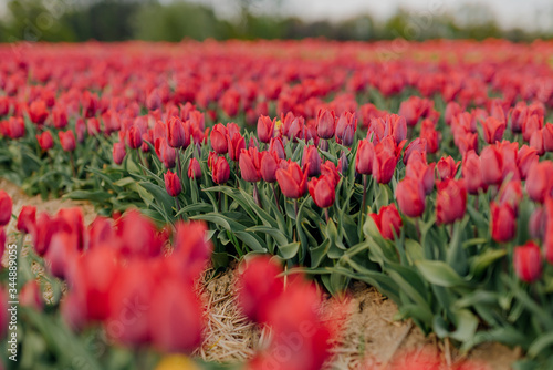 Beautiful Red Tulips Blooming on Field Agriculture © volf anders