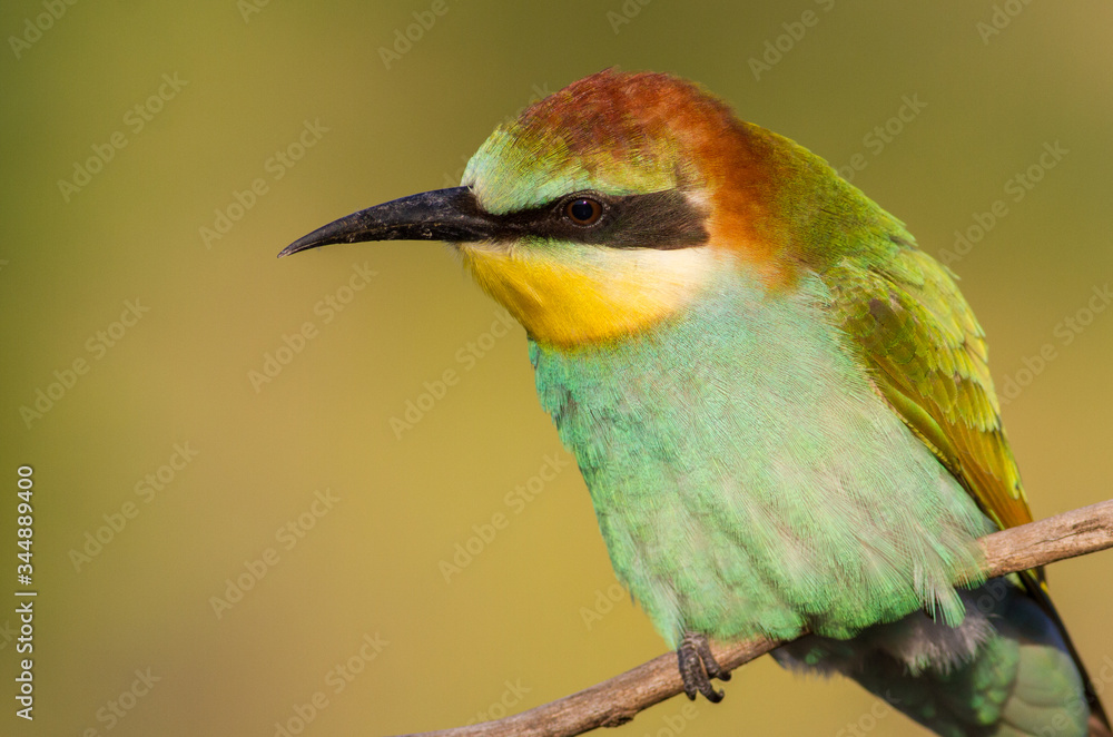 Obraz premium European Bee-eater, Merops apiaster. In the early morning, a young bird sits on a branch and waits for its parents to bring food