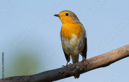 European Robin, Erithacus rubecula. The bird sits on an old dry branch against the sky