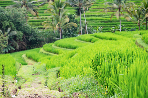 A view of terraced rice fields in Bali