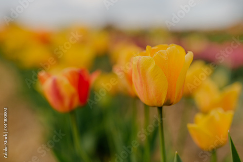 Beautiful Yellow Tulips Blooming on Field at Flower Plantation Farm in Netherlands