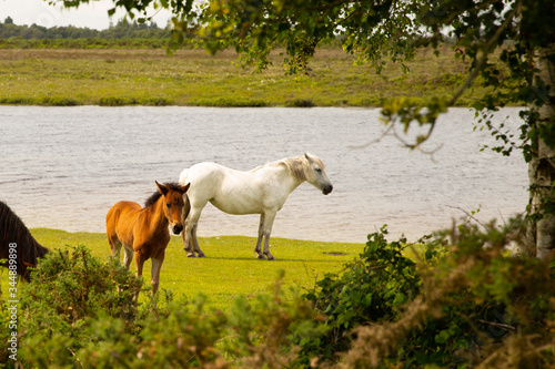 Fototapeta Naklejka Na Ścianę i Meble -  New Forest Ponies Grazing by a Pond