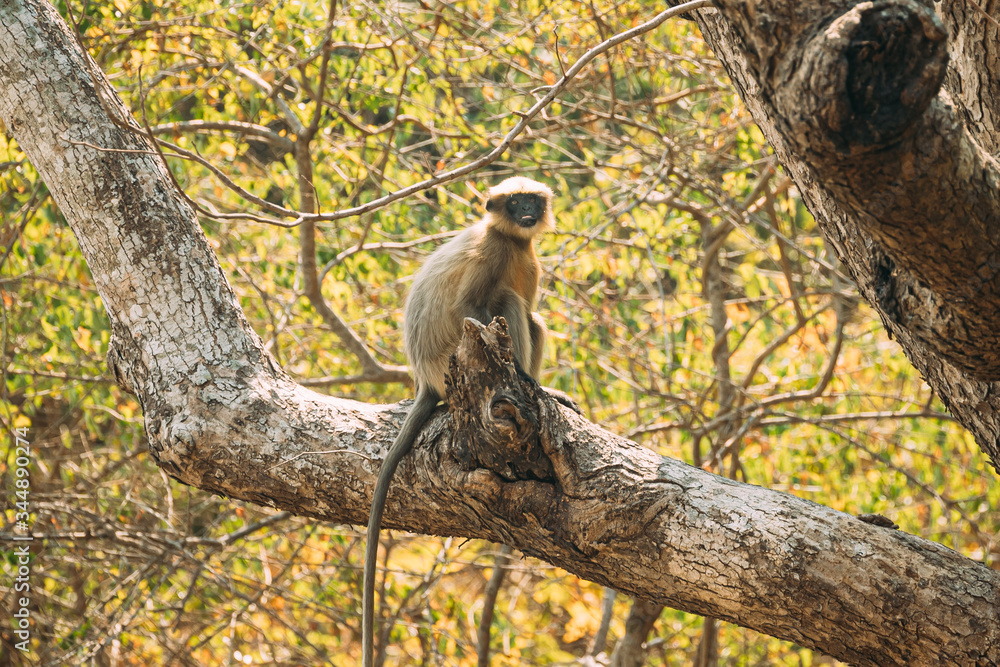 Obraz premium Kanica, Goa, India. Gray Langur Monkey Sitting On Branch Of Tree