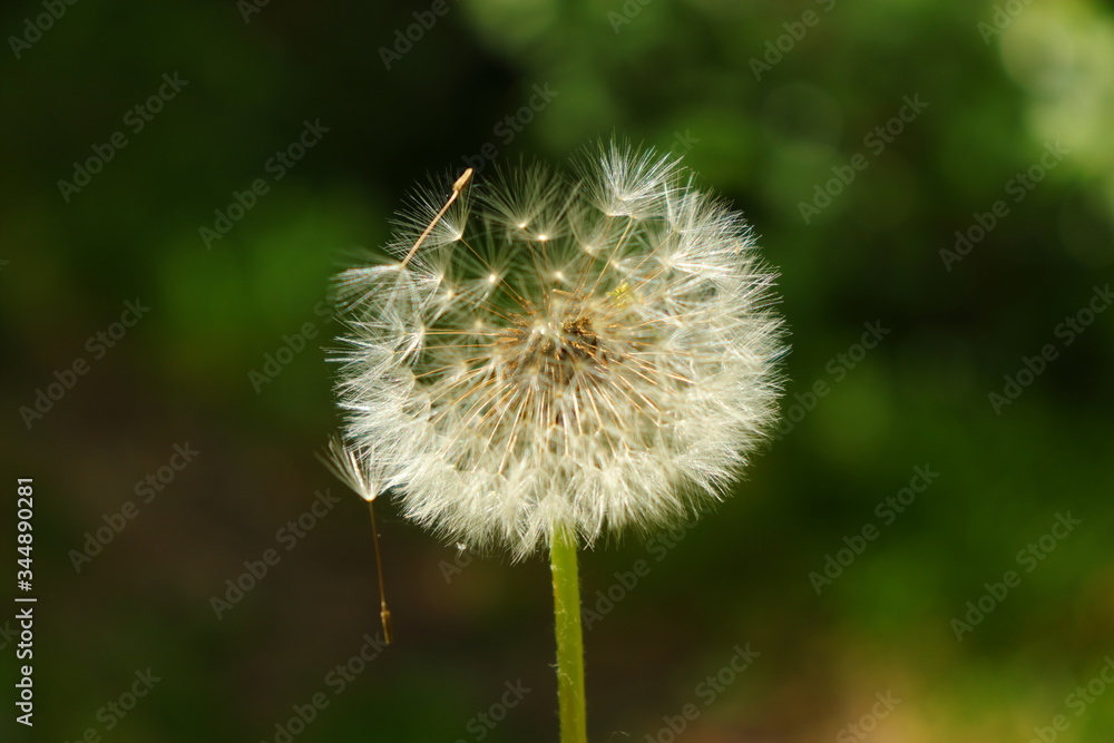 Fototapeta premium dandelion seed head