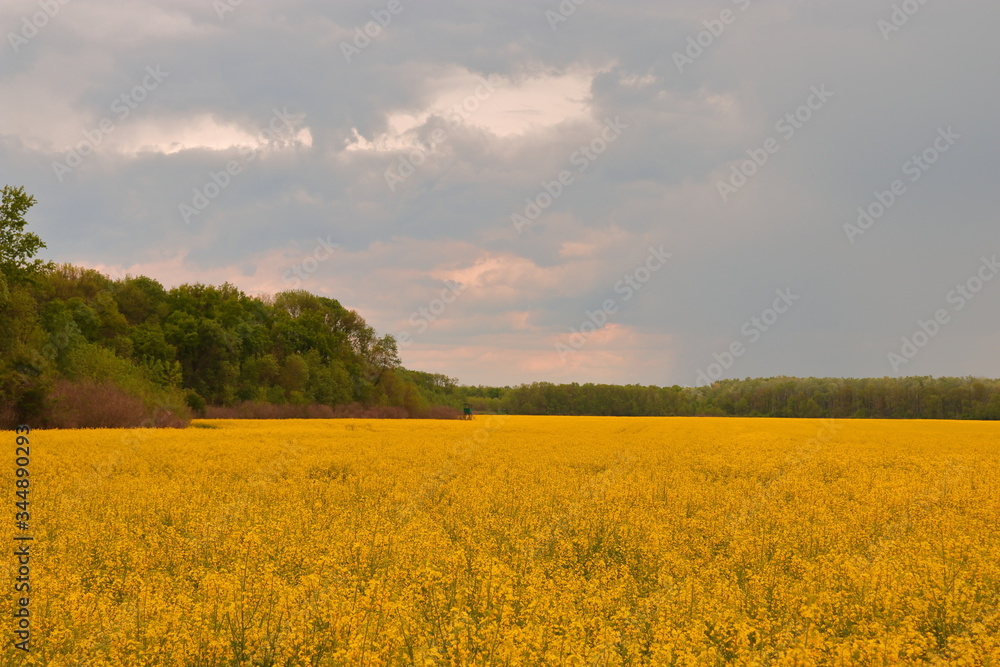 Obraz premium field of rape