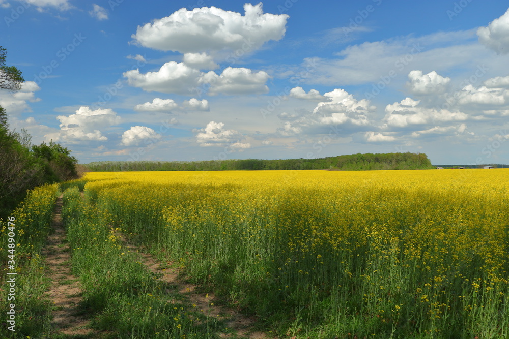 Obraz premium field of rape