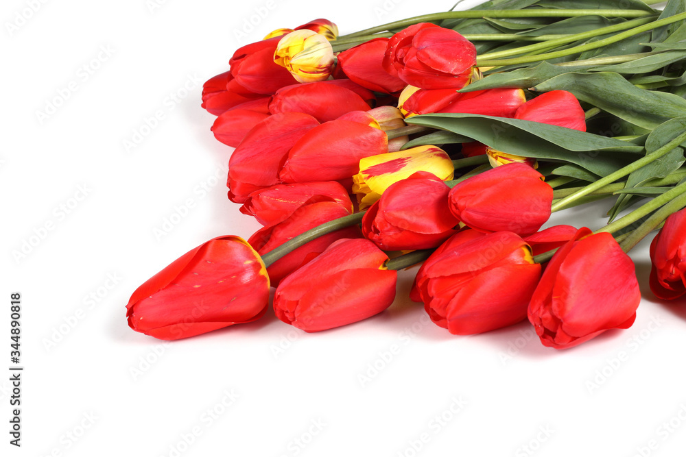 Tulips Tulips