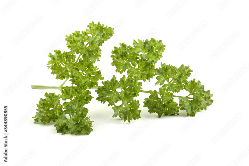 Fototapeta premium Parsley