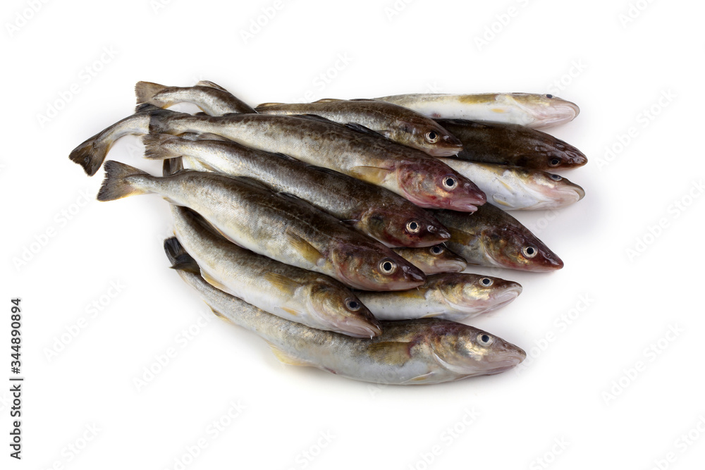 Saffron cod Saffron cod