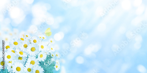 Fototapeta Naklejka Na Ścianę i Meble -  Daisy flowers and yellow butterfly summer blurred background